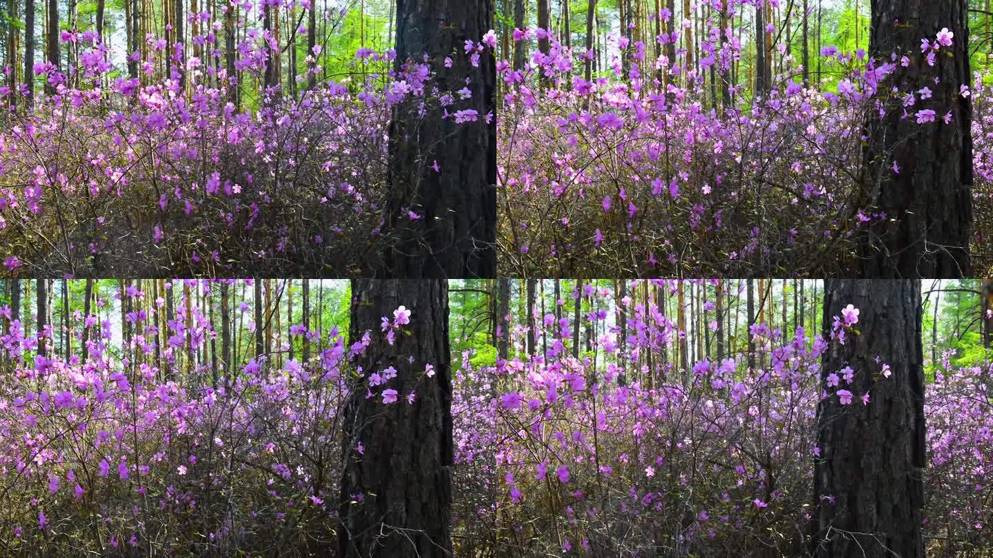 杜鹃花 兴安杜鹃