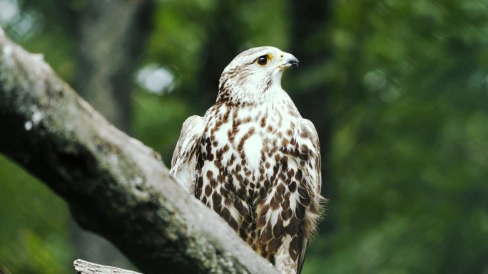 萨克猎鹰在大自然的户外近距离拍摄。