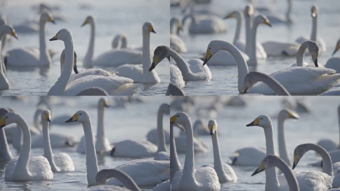冬季寒冷冰河上野生的白天鹅在嬉戏飞翔觅食