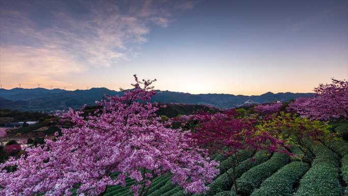 福建漳平永福樱花园日转夜延时摄影