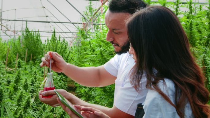 农民和科学家正在研究药用大麻