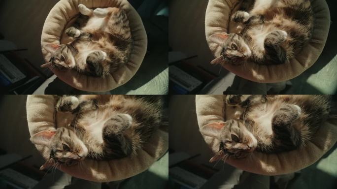 一只可爱的小虎斑猫躺在宠物床上的特写视频