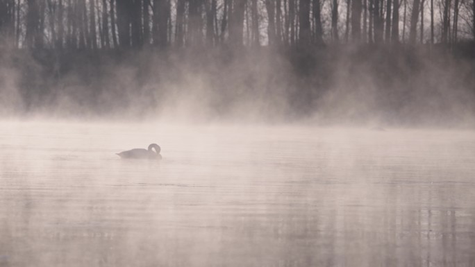 冬季寒冷冰河上野生的白天鹅在嬉戏飞翔觅食