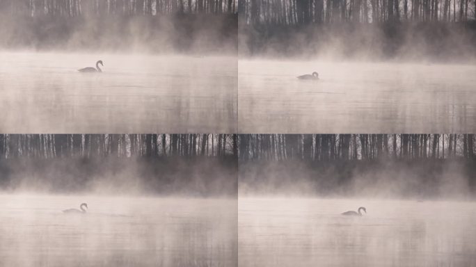 冬季寒冷冰河上野生的白天鹅在嬉戏飞翔觅食