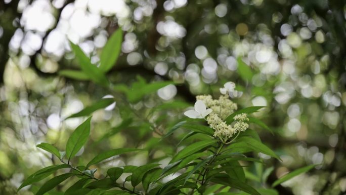 台湾新北市石门区尖山湖径