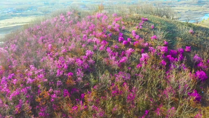 杜鹃花 兴安杜鹃