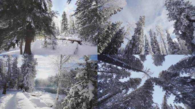 茂密的森林雪景地拍