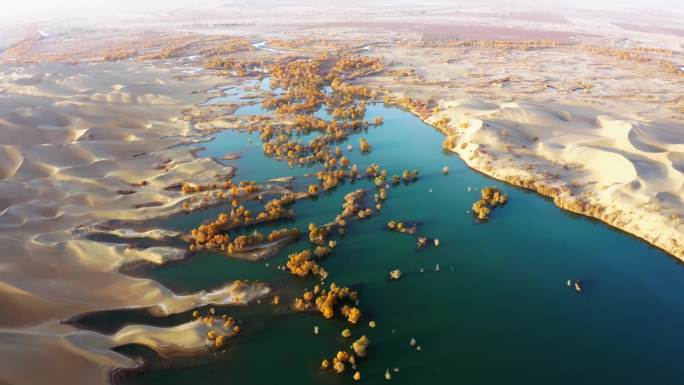 新疆葫芦岛沙漠胡杨林航拍