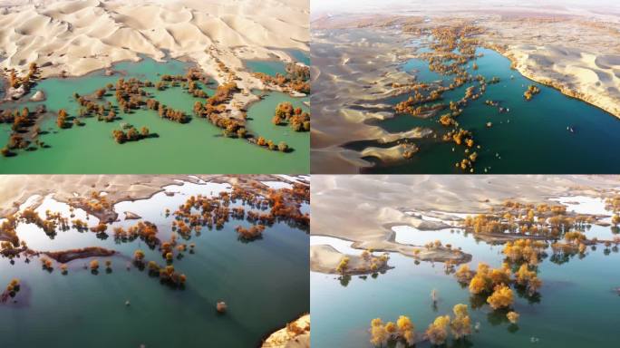 新疆葫芦岛沙漠胡杨林航拍