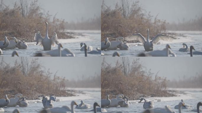 冬季寒冷冰河上野生的白天鹅在挥舞翅膀