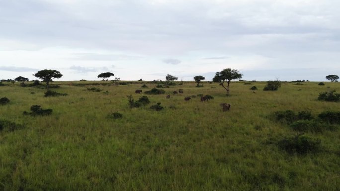 非洲多云的乌干达，一群大象在稀树草原上鸟瞰