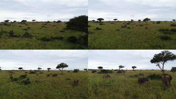 非洲多云的乌干达，一群大象在稀树草原上鸟瞰