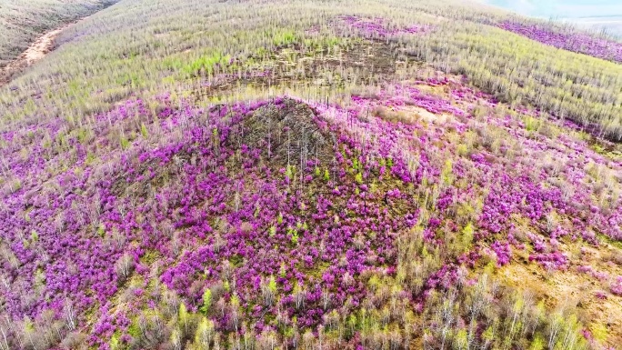 杜鹃花 兴安杜鹃