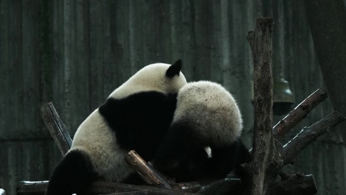 四川成都熊猫基地幼年熊猫北侠绩然嬉戏玩耍