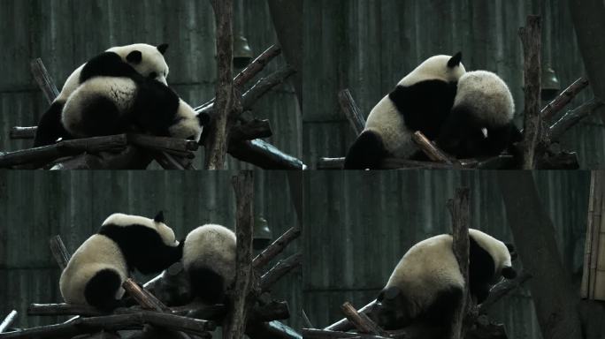 四川成都熊猫基地幼年熊猫北侠绩然嬉戏玩耍