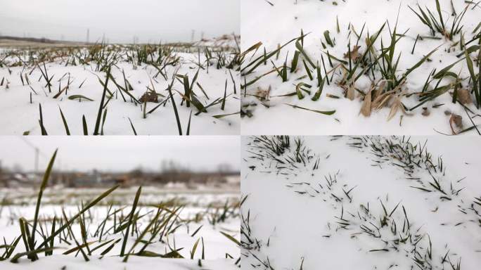 被雪覆盖的小麦苗