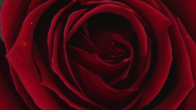 一个深红色的玫瑰盛开，象征着激情和爱，详细的花瓣在黑暗的背景下，令人着迷的微距延时