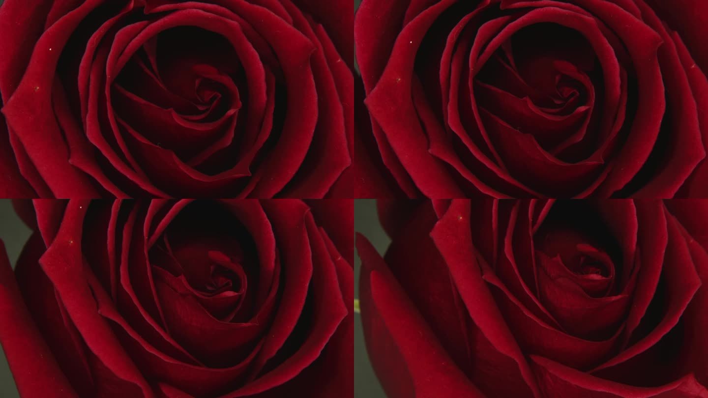 一个深红色的玫瑰盛开，象征着激情和爱，详细的花瓣在黑暗的背景下，令人着迷的微距延时