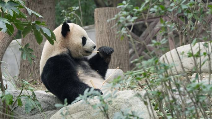 四川成都熊猫基地大熊猫热干面