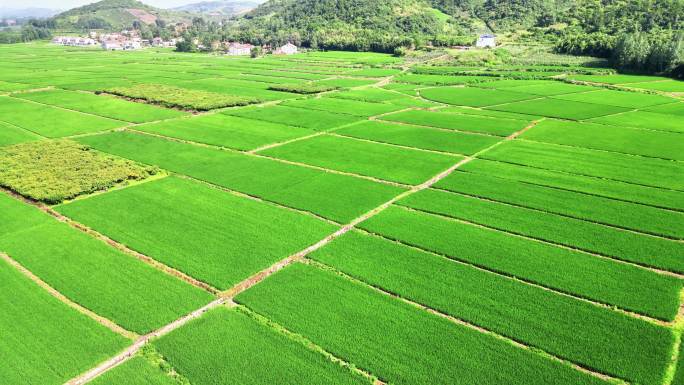 航拍杂交水稻农业农田种植