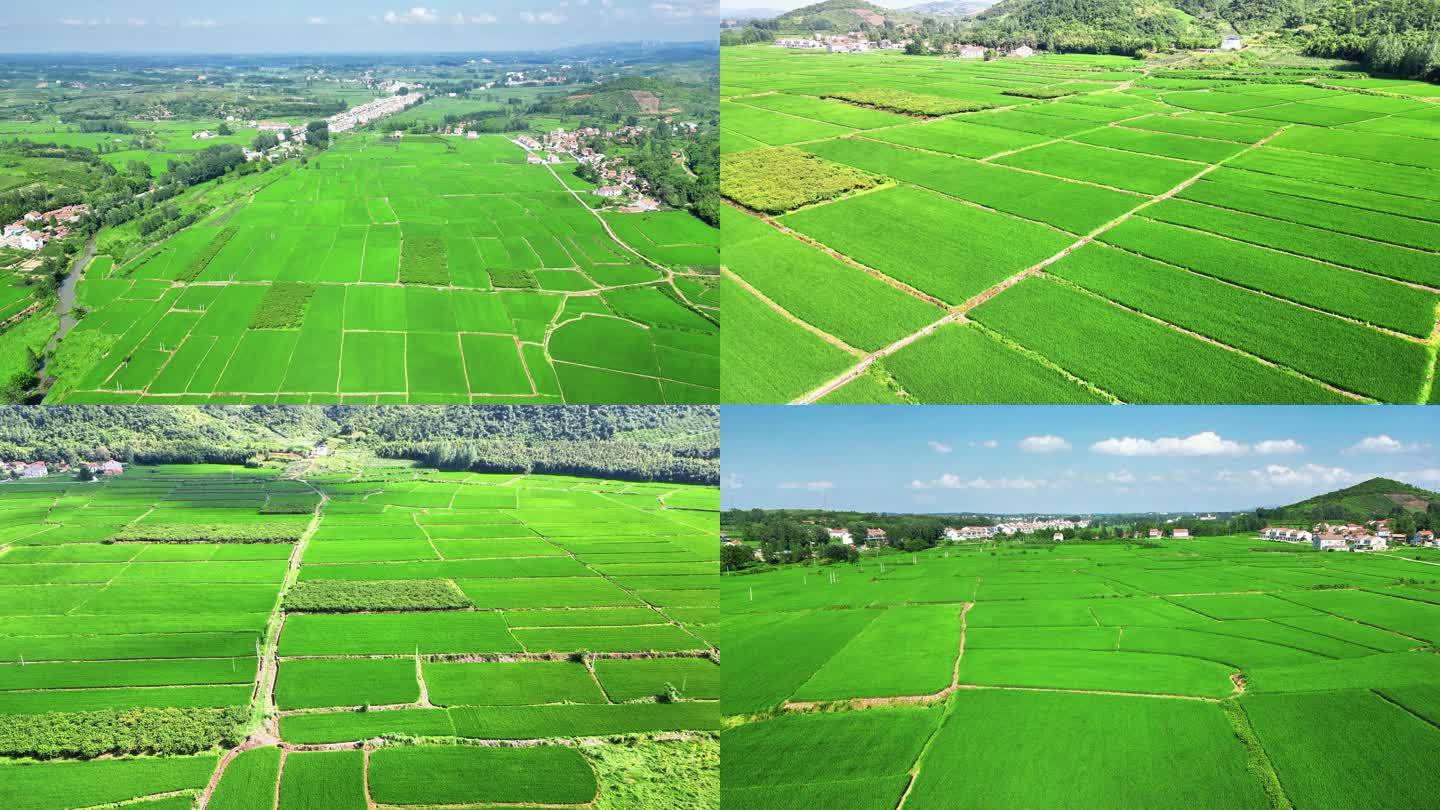 航拍杂交水稻农业农田种植
