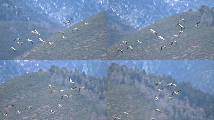 一群黑颈鹤飞过山林的升格视频