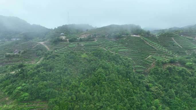 梅州清凉山茶场