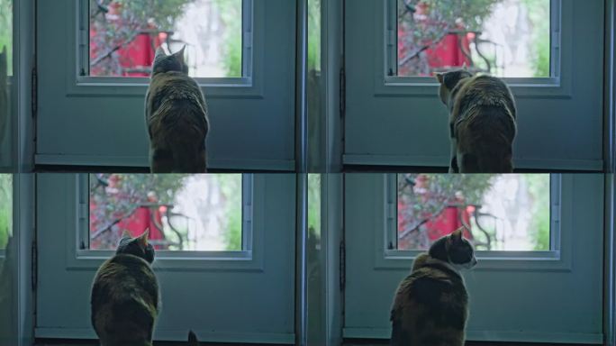 一只印花布猫走到一扇门上开着的屏风前，看着外面的天，决定留下来