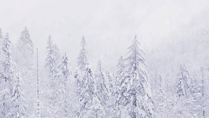 大雪暴雪 冬景唯美 下雪森林