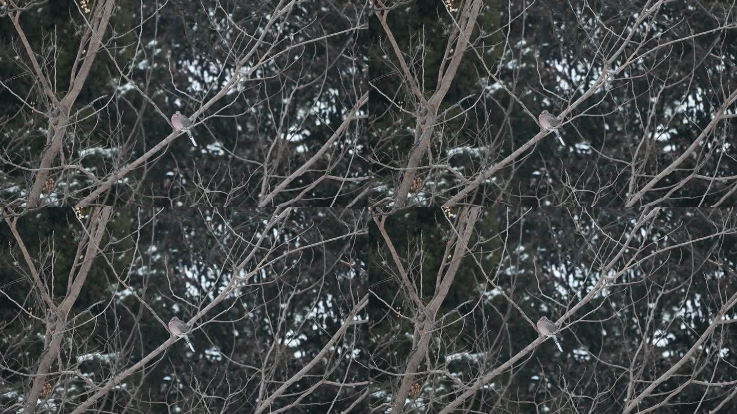 斑鸠在雪地觅食斑鸠在下雪天树枝上