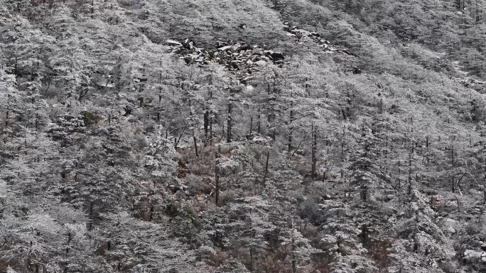 朱雀国家森林公园冰晶顶雪景航拍