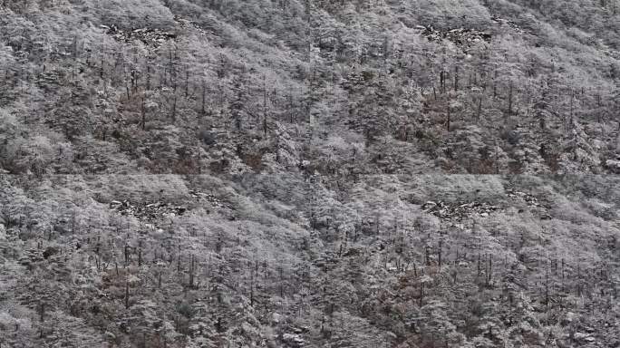 朱雀国家森林公园冰晶顶雪景航拍