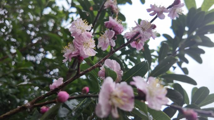 梅花樱花梨花