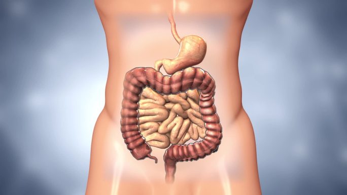 囤积许多粪便的肠道会压迫到胃肠胃蠕动变慢