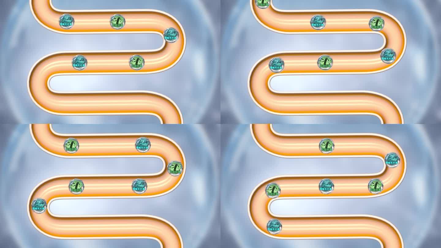 嗜酸乳杆菌 双歧杆菌）围绕着肠道转动
