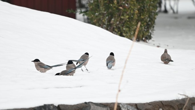 喜鹊雪地行走觅食下雪大雪枝头喜鹊叫声