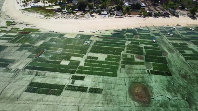 无人机上升回显示海藻养殖场在Nusa Lembongan海洋