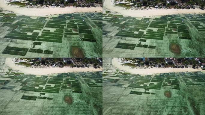 无人机上升回显示海藻养殖场在Nusa Lembongan海洋