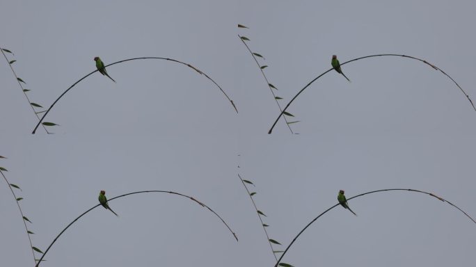 珍稀鸟类花头鹦鹉在竹梢上