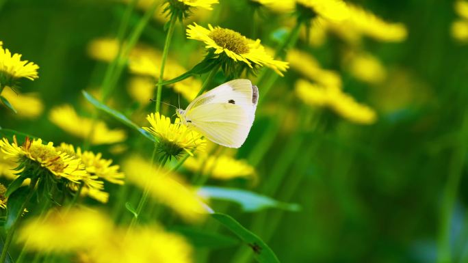 原声春意盎然白色蝴蝶落在黄色的花上