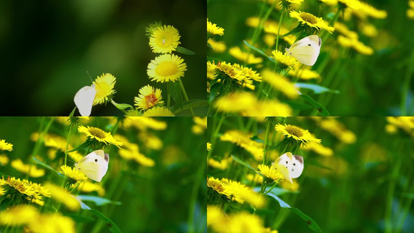 原声春意盎然白色蝴蝶落在黄色的花上