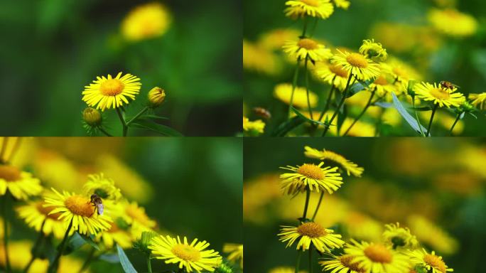 蜜蜂落在黄色的菊花上采花蜜