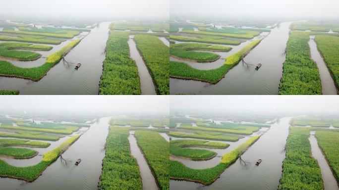 兴化 泰州 江苏 油菜花 航拍 城市宣传