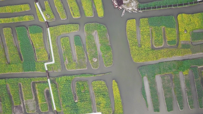 兴化 泰州 江苏 油菜花 航拍 城市宣传