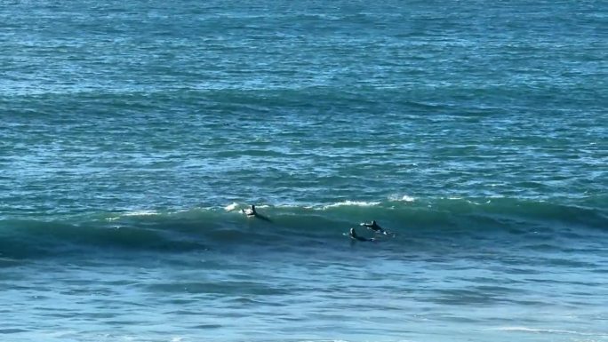 海豚和冲浪者一起在海浪中游泳和跳跃。