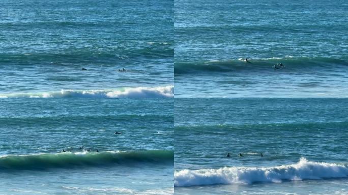 海豚和冲浪者一起在海浪中游泳和跳跃。