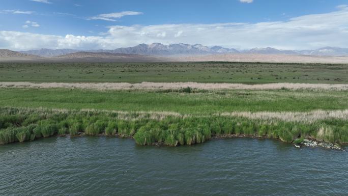 西北荒漠绿洲湿地生态系统鸟类栖息地