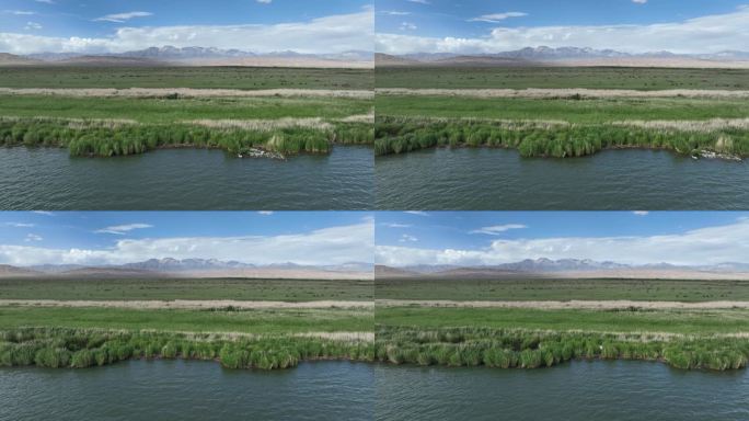 西北荒漠绿洲湿地生态系统鸟类栖息地