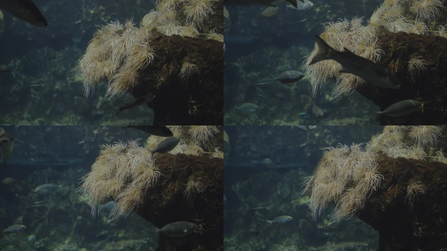 水下珊瑚的特写视频