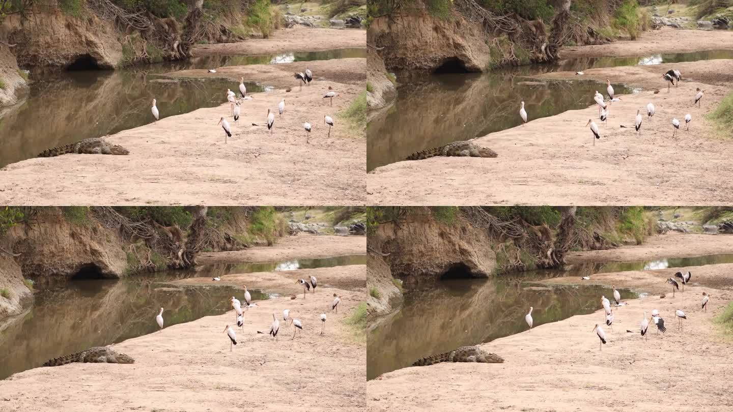 肯尼亚马赛马拉池塘附近的一群黄嘴鹳和鳄鱼——广角照片